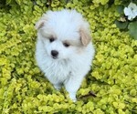 Small #4 Pomeranian