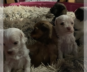 Havanese Puppy for Sale in CLIFTON PARK, New York USA