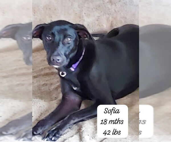 Medium Photo #1 Mutt Puppy For Sale in Virginia Beach, VA, USA
