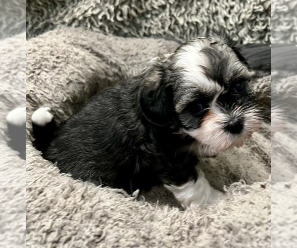 Medium Photo #32 Zuchon Puppy For Sale in RENO, NV, USA