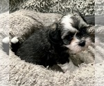 Small Photo #32 Zuchon Puppy For Sale in RENO, NV, USA