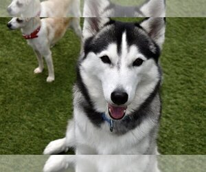 King - Male Siberian Husky Dog for Adoption - Photo #2