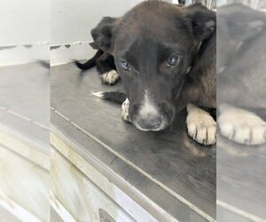 Labrador Retriever-Unknown Mix Dogs for adoption in Bakersfield, CA, USA