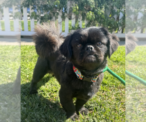 Pekingese Dogs for adoption in Newport Beach, CA, USA