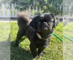 Small Pekingese