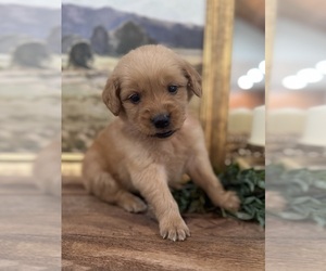 Golden Retriever Puppy for sale in FORDLAND, MO, USA