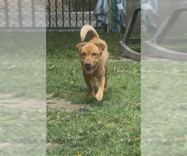 Medium Photo #2 Chinese Shar-Pei-Unknown Mix Puppy For Sale in Riverside, CA, USA