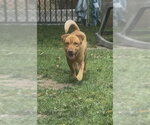 Small #1 Chinese Shar-Pei Mix