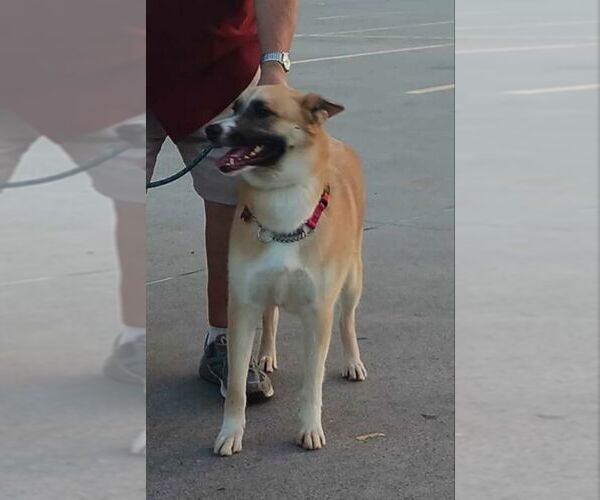 Medium Photo #6 Akita-German Shepherd Dog Mix Puppy For Sale in Winston Salem, NC, USA