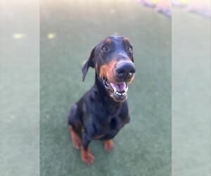 Doberman Pinscher Dogs for adoption in Chula Vista, CA, USA