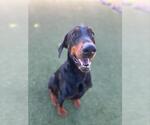 Small Doberman Pinscher