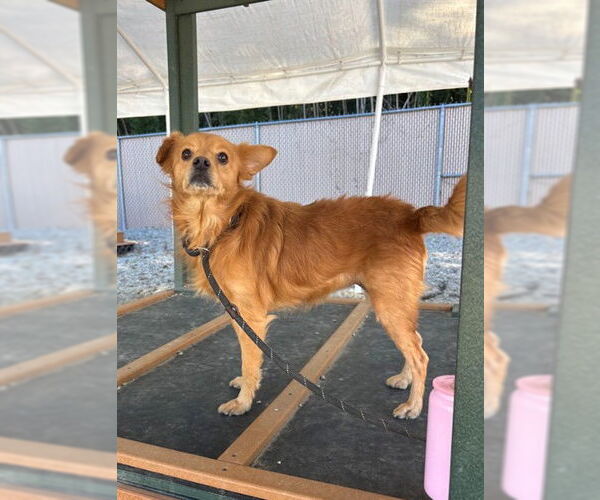 Medium Photo #1 Feist Terrier-Unknown Mix Puppy For Sale in Palmetto, FL, USA