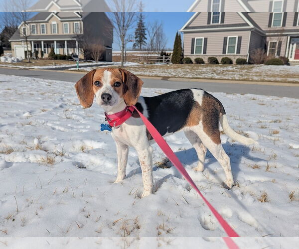 Medium Photo #3 Cheagle Puppy For Sale in Landenberg, PA, USA