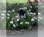 Puppy Puppy 1 Mastiff