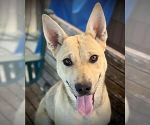 Carolina Dog Dogs for adoption in Lodi, CA, USA