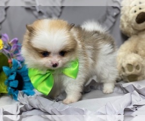 Pomeranian Puppy for sale in LANCASTER, PA, USA