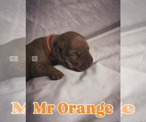 Medium Photo #5 Vizsla Puppy For Sale in AGUA DULCE, CA, USA
