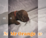 Puppy Mr Orange Vizsla