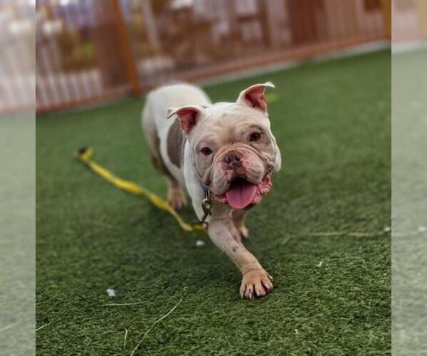 Medium Photo #1 Bulldog-Unknown Mix Puppy For Sale in Las Vegas, NV, USA