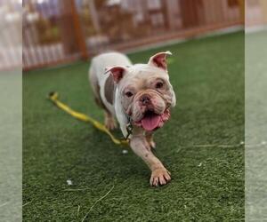 Bulldog-Unknown Mix Dogs for adoption in Las Vegas, NV, USA