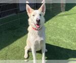Small #2 German Shepherd Dog Mix
