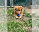 Small #17 Chow Chow-Golden Retriever Mix
