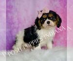 Small #4 Cavalier King Charles Spaniel