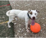 Small #9 American Staffordshire Terrier Mix