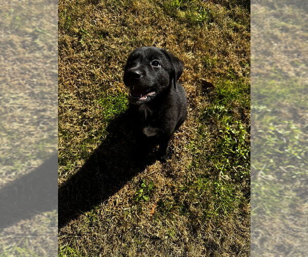 Medium Photo #2 Labrador Retriever-Unknown Mix Puppy For Sale in Boston, MA, USA