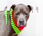 Small American Bulldog Mix