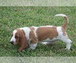 Small #8 Basset Hound