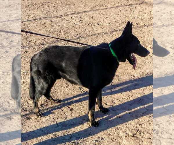 Medium Photo #7 German Shepherd Dog Puppy For Sale in EL CENTRO, CA, USA