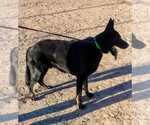 Small Photo #7 German Shepherd Dog Puppy For Sale in EL CENTRO, CA, USA