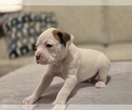 Puppy Danger Boxer