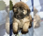 Small #6 Soft Coated Wheaten Terrier