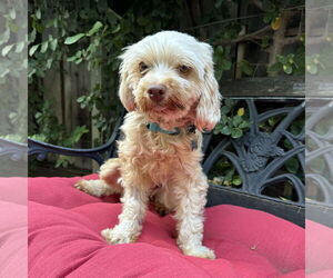 Maltipoo Dogs for adoption in Santa Clara, CA, USA