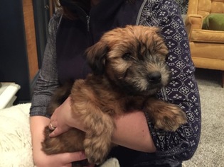 Soft Coated Wheaten Terrier Puppy for sale in OLATHE, KS, USA
