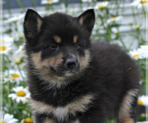 Medium Photo #2 Pomsky Puppy For Sale in NILES, MI, USA