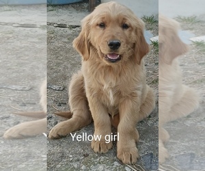 Golden Retriever Puppy for sale in WAKE FOREST, NC, USA