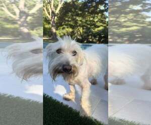 Mutt Dogs for adoption in Greenville, SC, USA