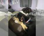 Small #2 American Staffordshire Terrier-German Shepherd Dog Mix