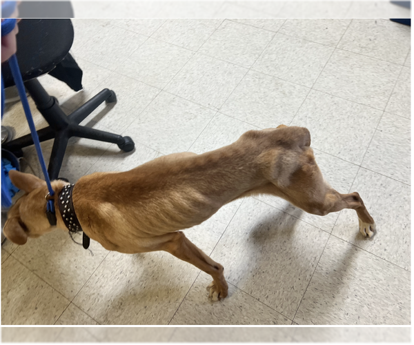 Medium Photo #4 Mutt Puppy For Sale in Lewistown, PA, USA