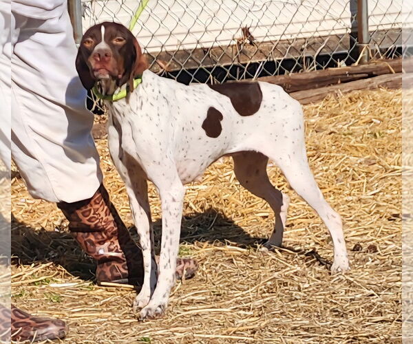 Medium Photo #2 Pointer-Unknown Mix Puppy For Sale in Wetumpka, AL, USA