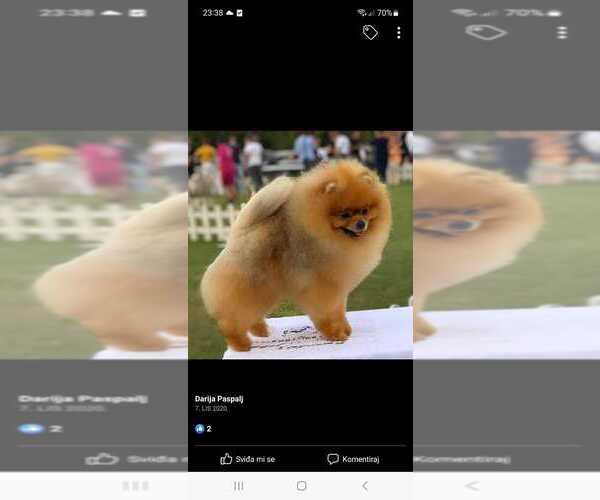 Medium Photo #1 Pomeranian Puppy For Sale in Bjelovar, Bjelovarsko-Bilogorska, Croatia