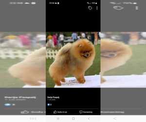 Father of the Pomeranian puppies born on 11/21/2025