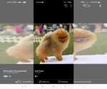 Small Photo #1 Pomeranian Puppy For Sale in Bjelovar, Bjelovarsko-Bilogorska, Croatia