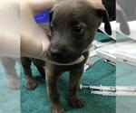 Small German Shepherd Dog Mix