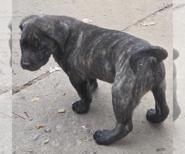 Medium Photo #3 Mutt Puppy For Sale in Decatur, GA, USA