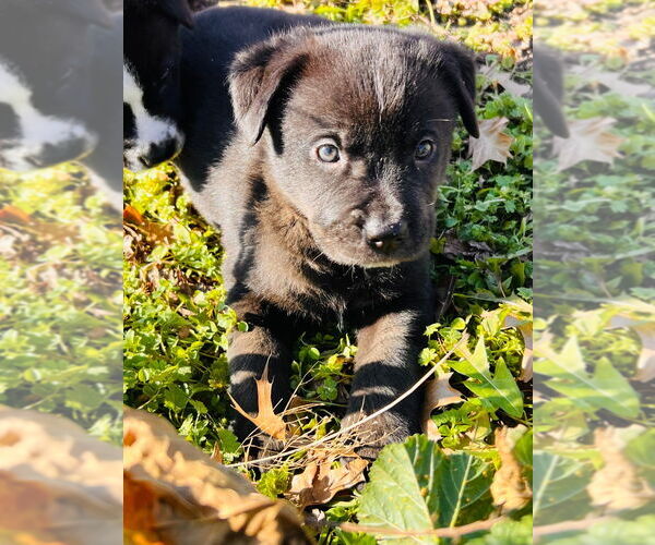 Medium Photo #5 Labrador Retriever-Unknown Mix Puppy For Sale in Claremore, OK, USA