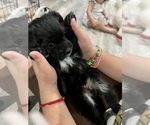 Puppy 1 Maltipoo-Pom-Shi Mix
